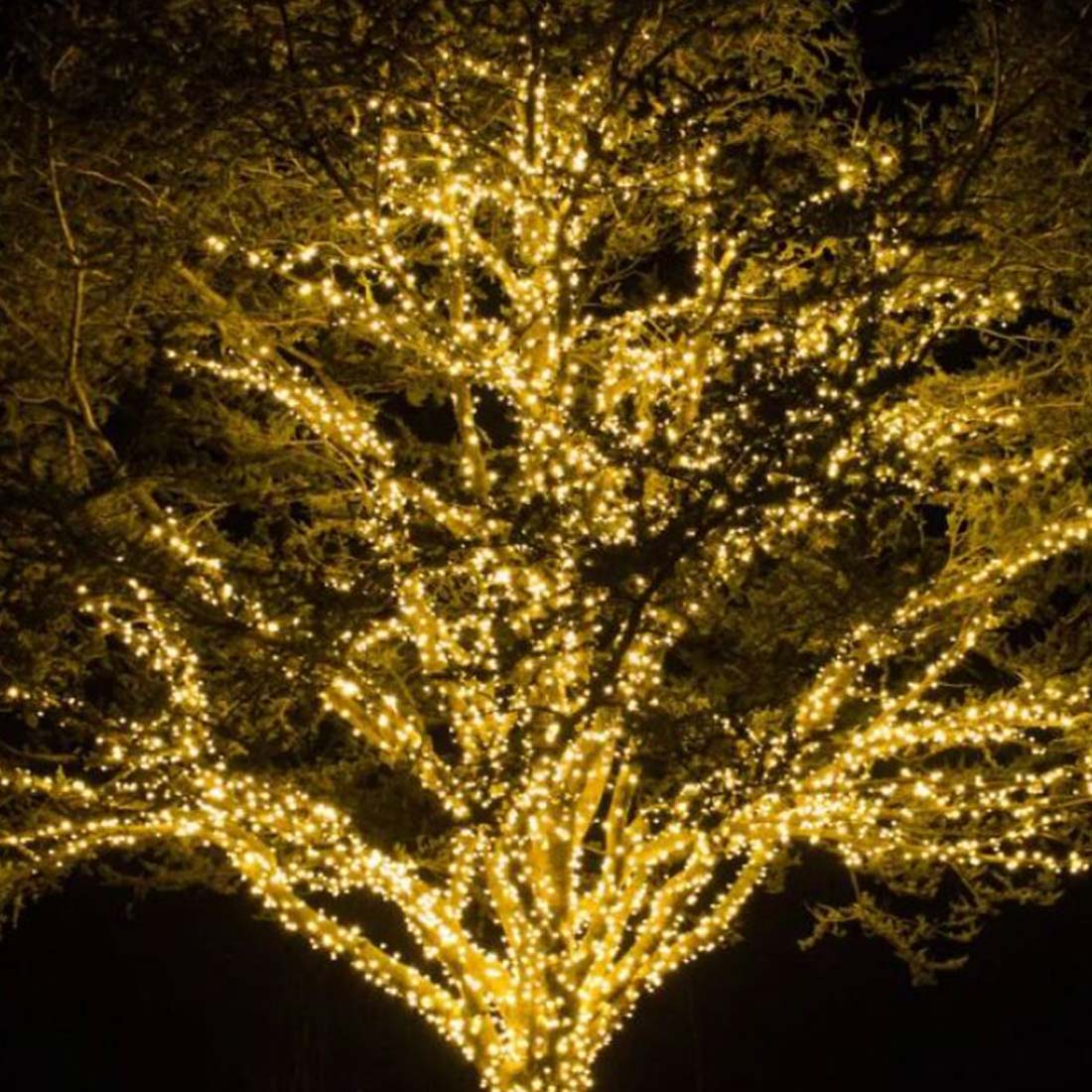 Idéias para iluminação de árvores o ano todo